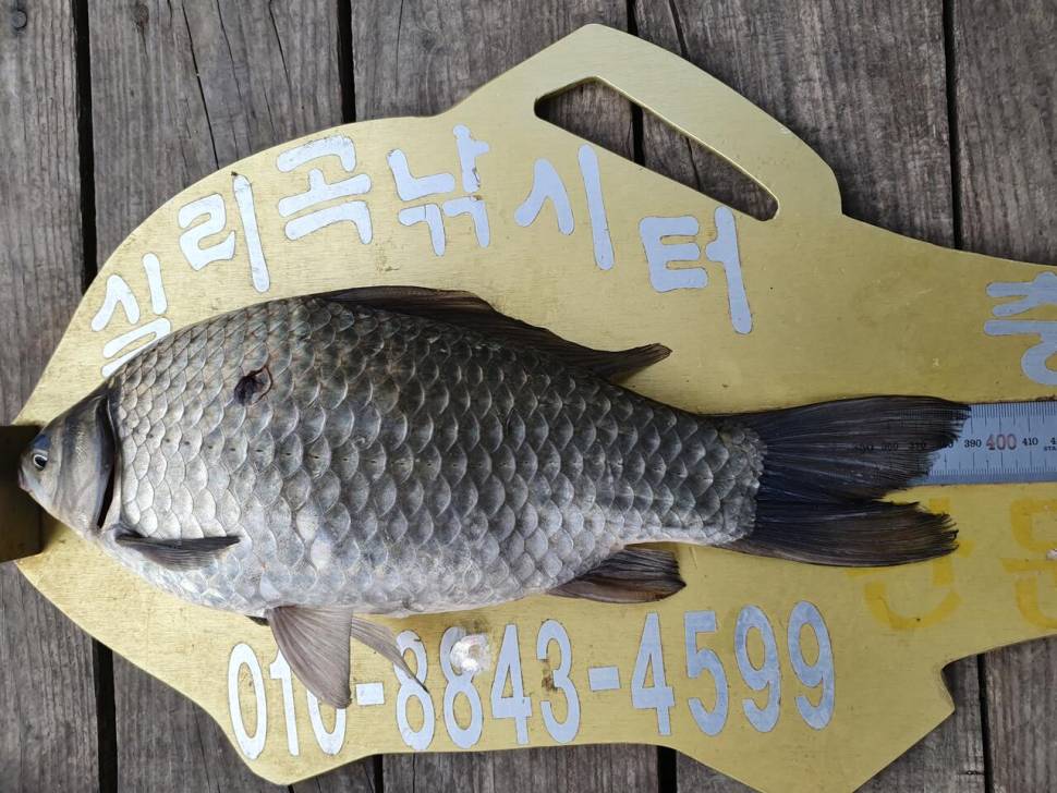 실리곡낚시터 4짜허리급 조황입니다 (조황조행기 - 충주호조황속보)