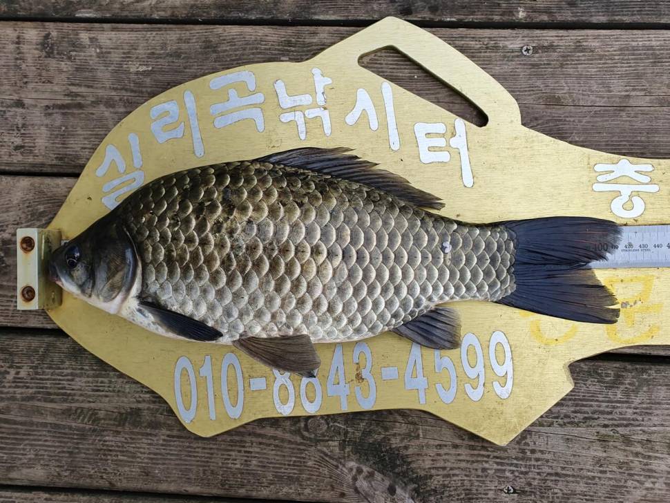 실리곡낚시터 418cm입니다 (조황조행기 - 충주호조황속보)