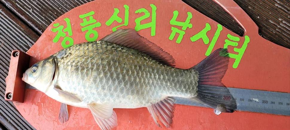 청풍신리낚시터 허리급입니다 (조황조행기 - 충주호조황속보)