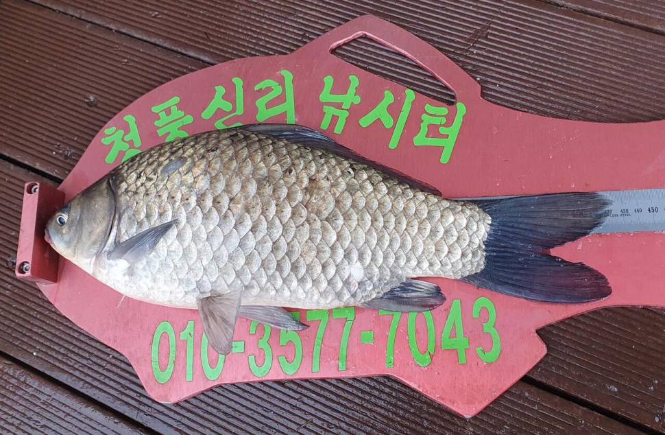 청풍신리낚시터 42cm외 4짜 3수 대박조황입니다 (조황조행기 - 충주호조황속보)