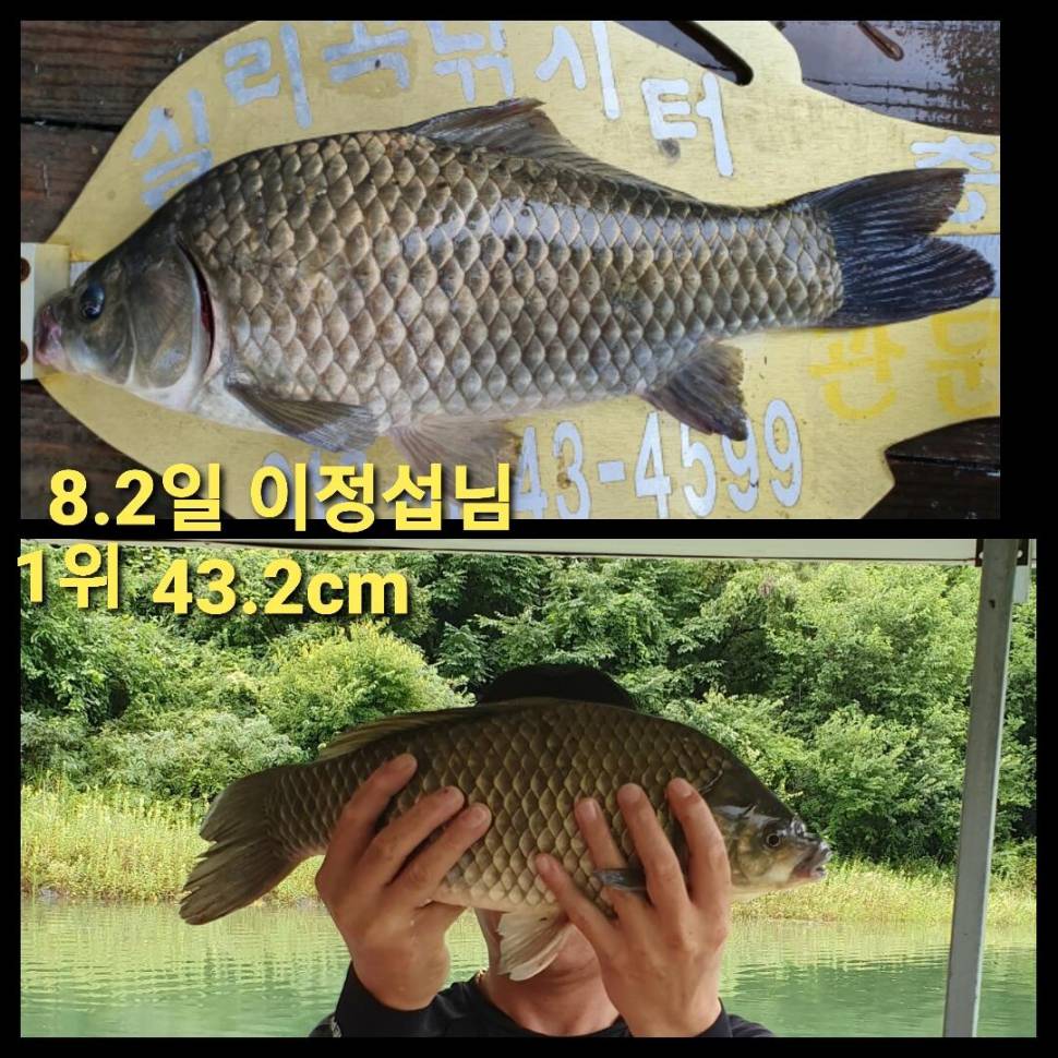 실리곡낚시터 44cm 대물 조황입니다 (조황조행기 - 충주호조황속보)