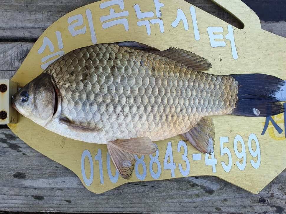 실리곡낚시터 쌍둥이 허리급조황입니다 (조황조행기 - 충주호조황속보)