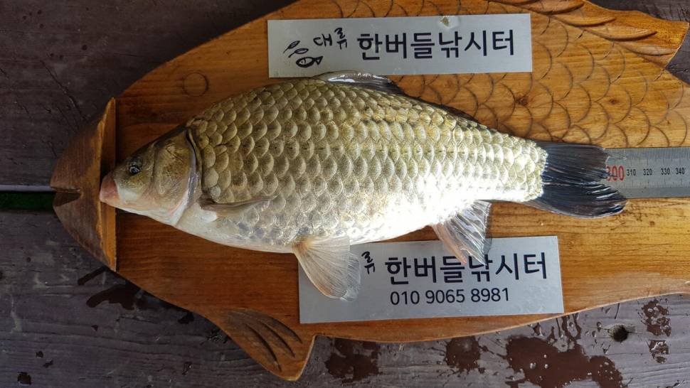 한버들 허릿급 조황입니다 (조황조행기 - 충주호조황속보)