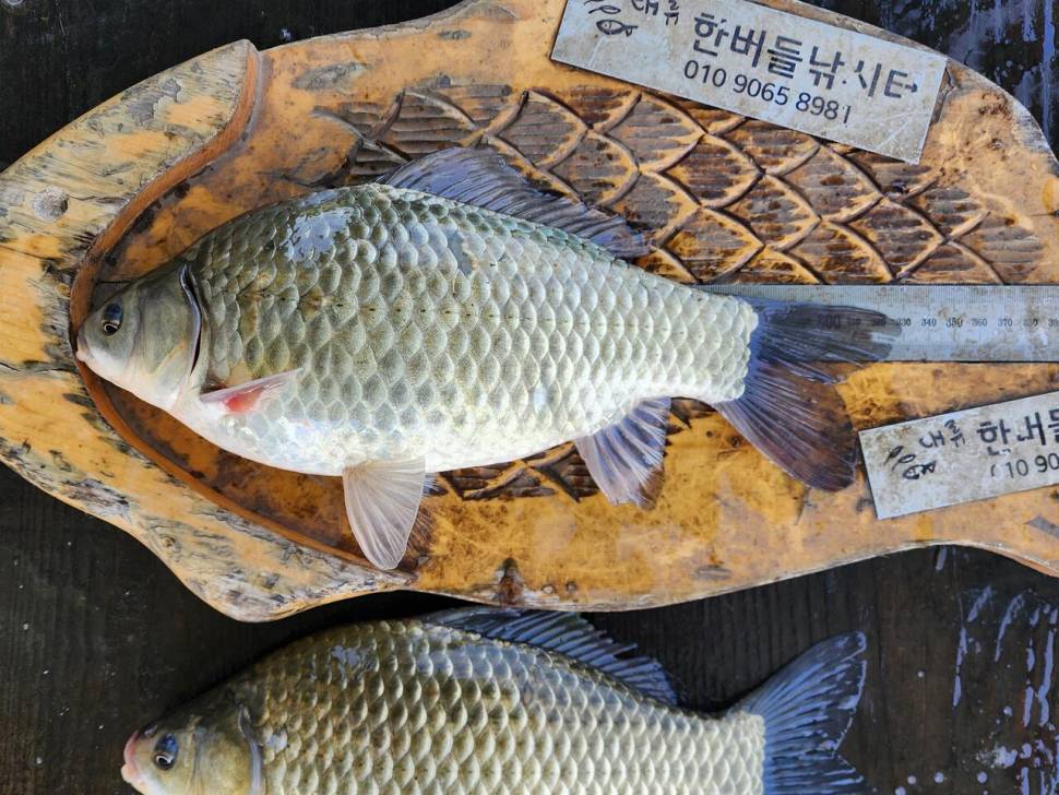 청풍 한버들 4짜및 조황 속보입니다 (조황조행기 - 충주호조황속보)