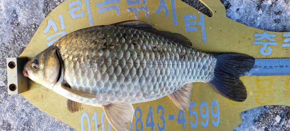 실리곡낚시터 4짜외 허리급입니다 (조황조행기 - 충주호조황속보)