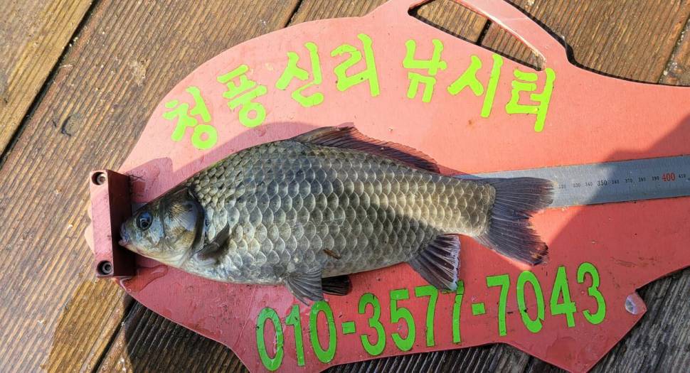 청풍신리낚시터 허리급 조황입니다 (조황조행기 - 충주호조황속보)