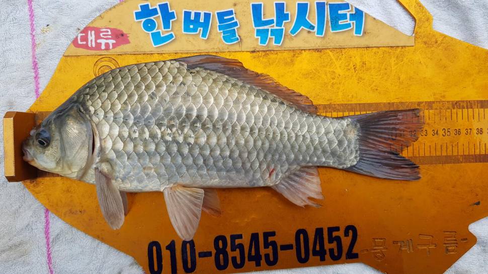 한버들 조황입니다 (조황조행기 - 충주호조황속보)