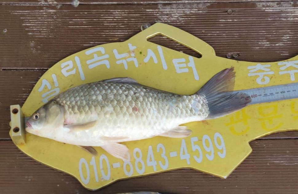 실리곡낚시터 42cm외 4짜3수 조황입니다 (조황조행기 - 충주호조황속보)