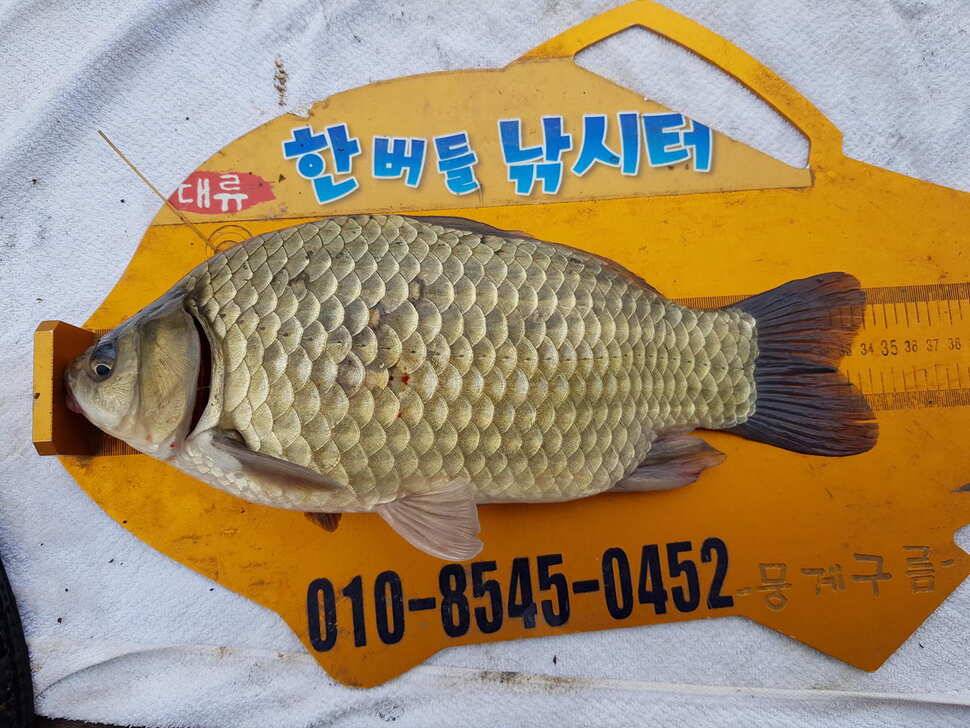 한버들 4짜 포함 허릿급 조황입니다 (조황조행기 - 충주호조황속보)