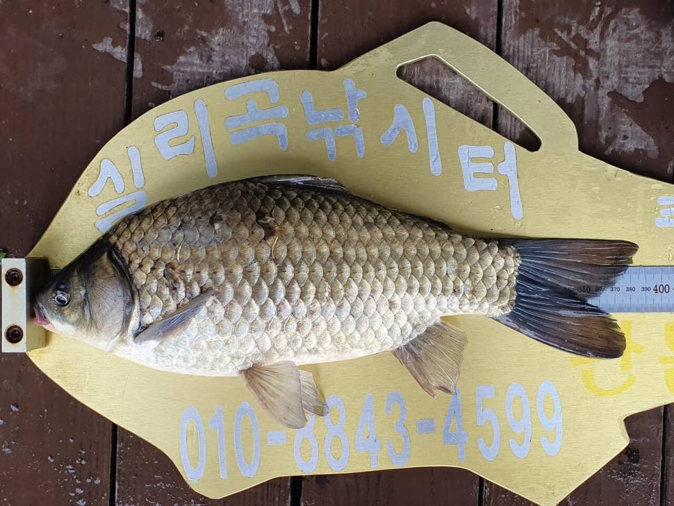 실리곡낚시터 허리급 5수 조황입니다 (조황조행기 - 충주호조황속보)