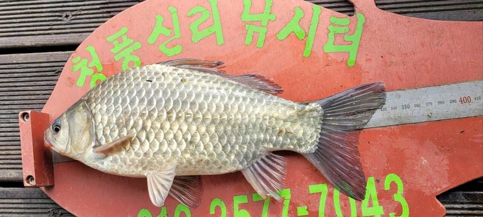청풍신리낚시터 허리급 조황입니다 (조황조행기 - 충주호조황속보)