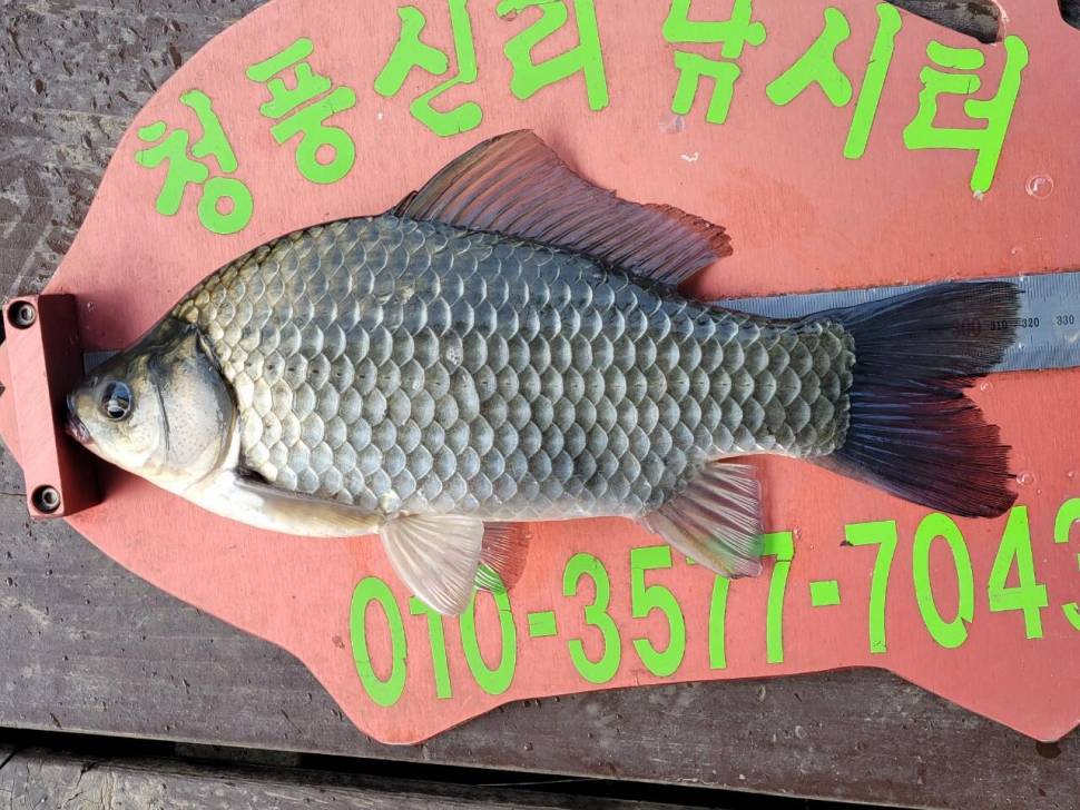 청풍신리낚시터 조황정보입니다 (조황조행기 - 충주호조황속보)