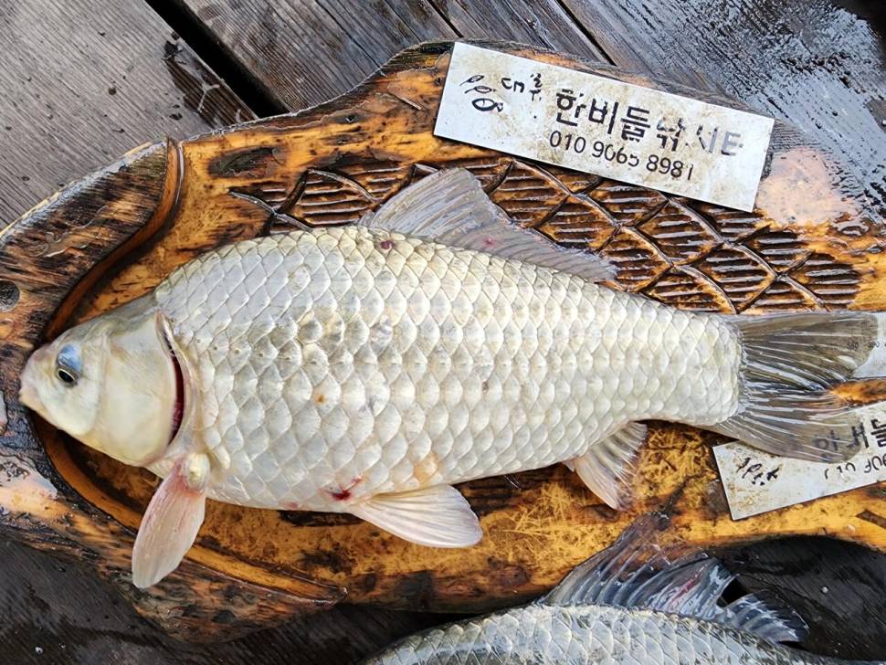 청풍 한버들 4짜 행진은 계속됩니다 (조황조행기 - 충주호조황속보)