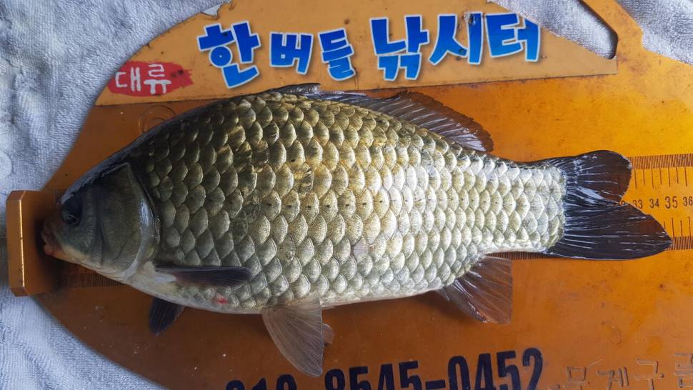 한버들 조황입니다 (조황조행기 - 충주호조황속보)