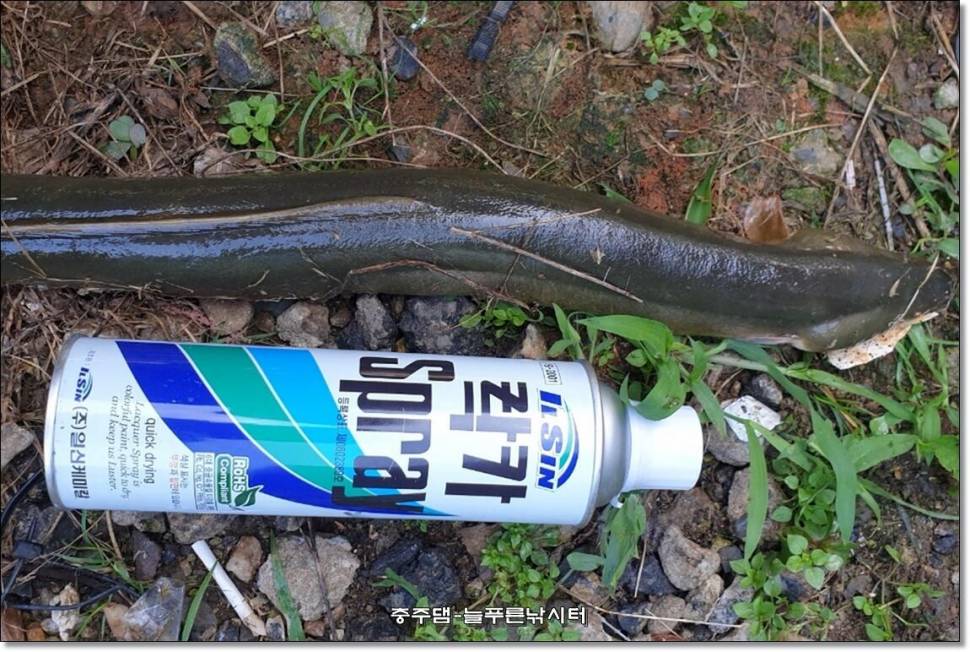 충주호 늘푸른 주중 조황소식 (조황조행기 - 충주호조황속보)
