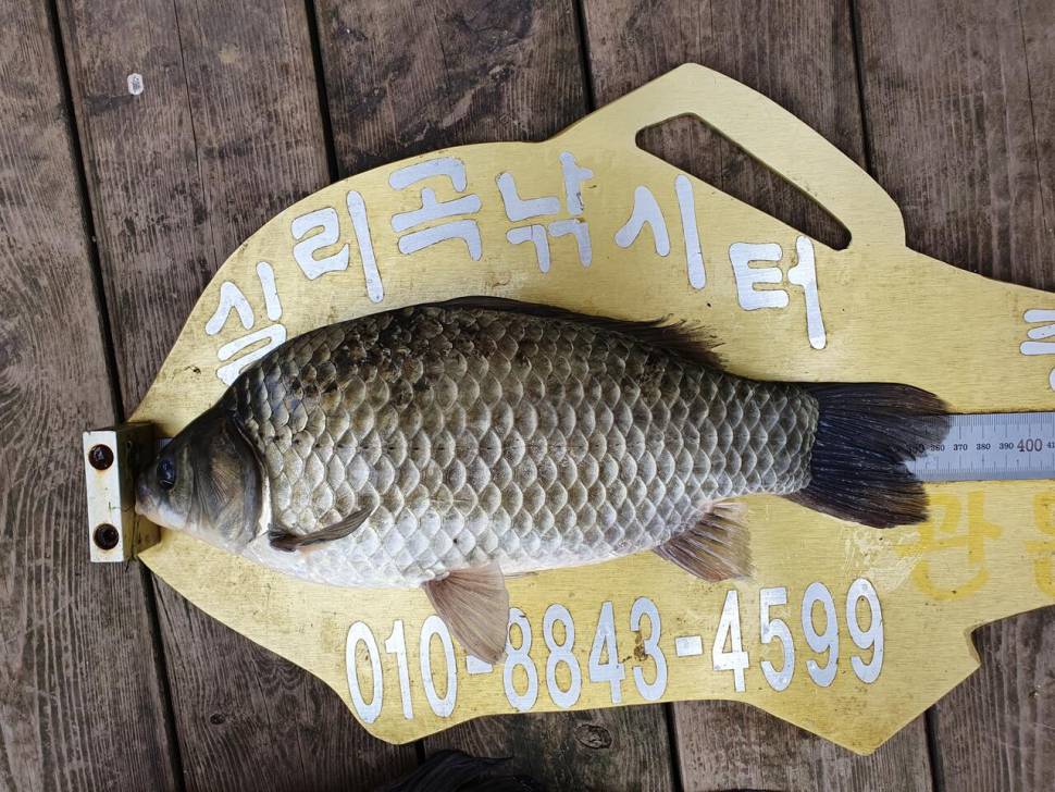 실리곡낚시터 허리급 조황입니다 (조황조행기 - 충주호조황속보)