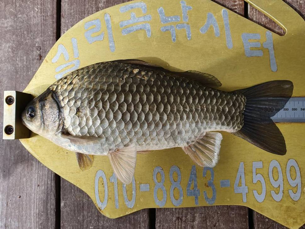 실리곡낚시터 4짜2수허리급 4수 조황입니다 (조황조행기 - 충주호조황속보)
