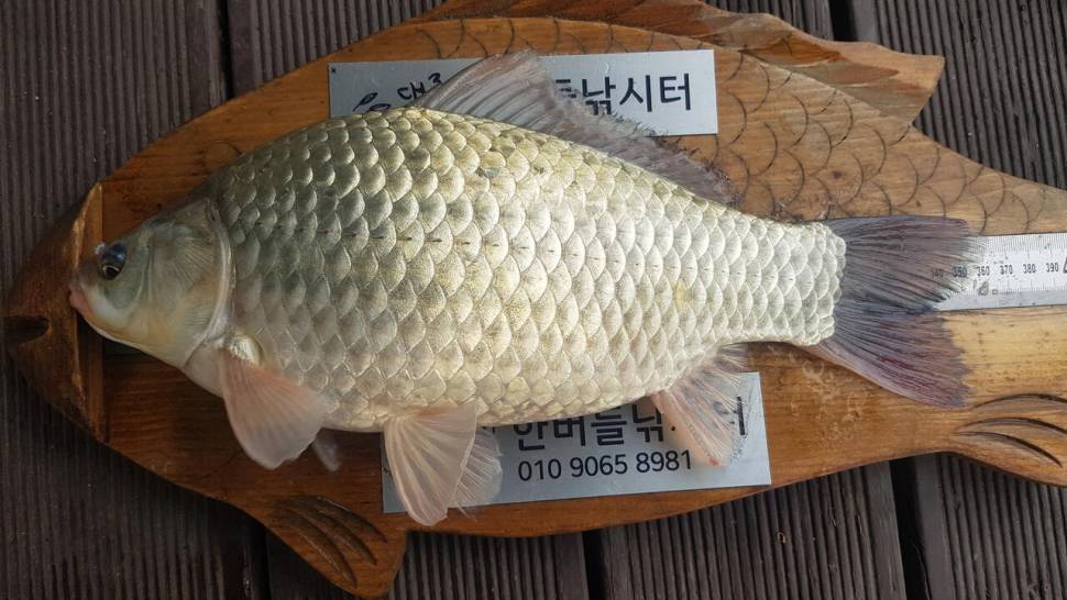 한버들 허릿급 조황입니다 (조황조행기 - 충주호조황속보)