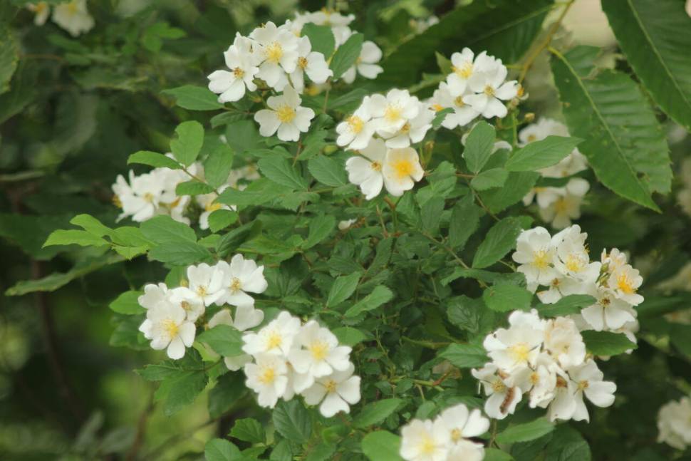 솔낚시터 사짜 조황소식입니다 (조황조행기 - 충주호조황속보)