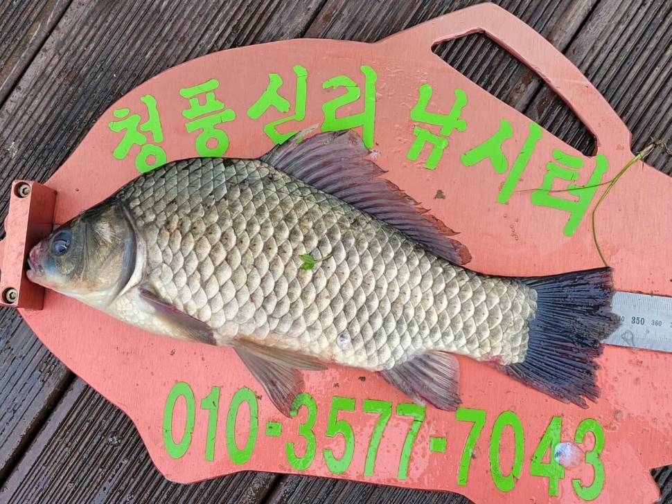 청풍신리낚시터 허리급 조황입니다 (조황조행기 - 충주호조황속보)