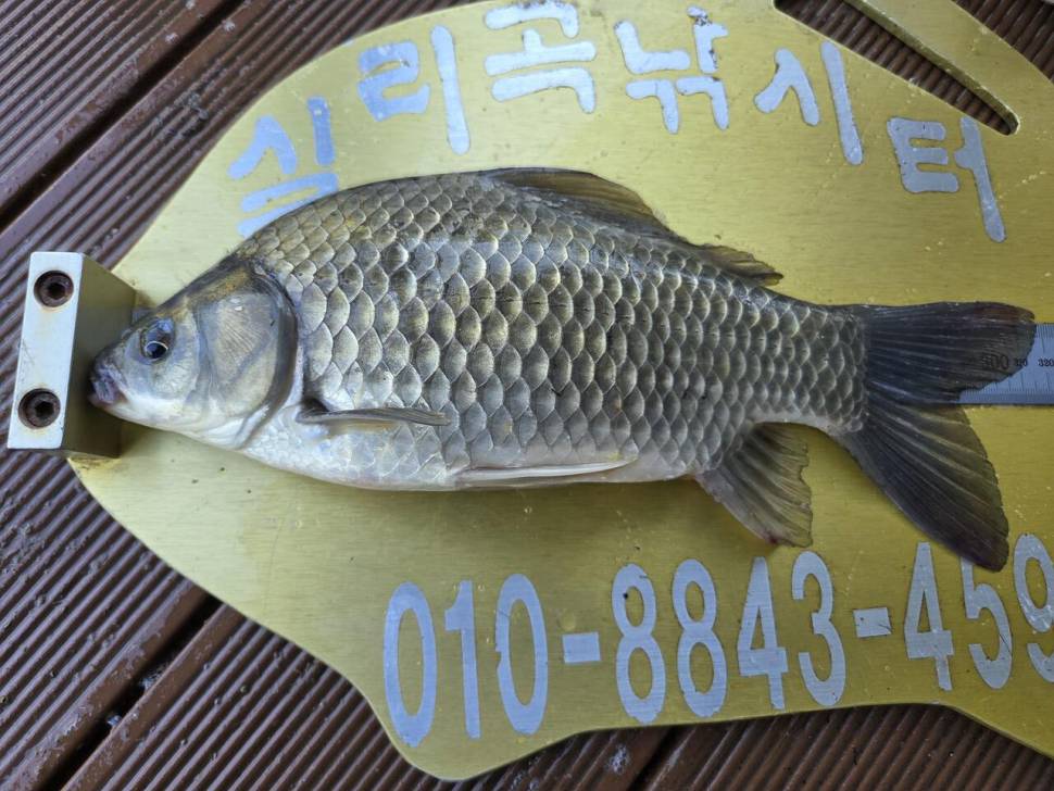청풍 실리곡낚시터 4짜4짜 조황입니다 (조황조행기 - 충주호조황속보)