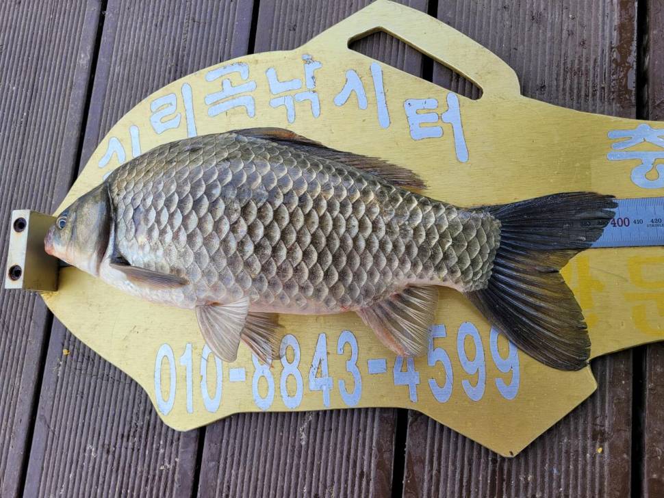 청풍 실리곡낚시터 4짜외 허리급 조황입니다 (조황조행기 - 충주호조황속보)