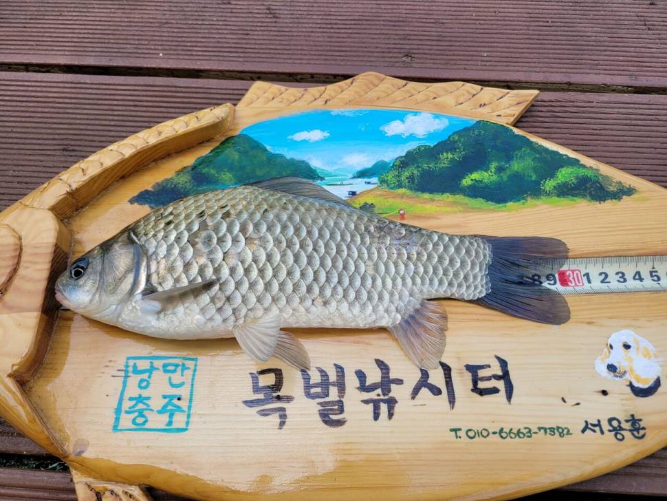 충주호목벌낚시터 (조황조행기 - 충주호조황속보)
