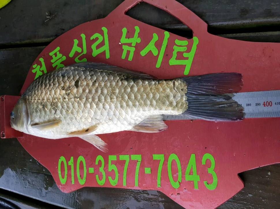 청풍신리낚시터 447cm 조황입니다 (조황조행기 - 충주호조황속보)
