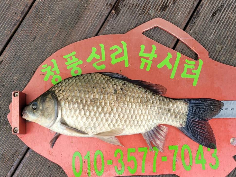 청풍신리낚시터 허리급 조황입니다 (조황조행기 - 충주호조황속보)