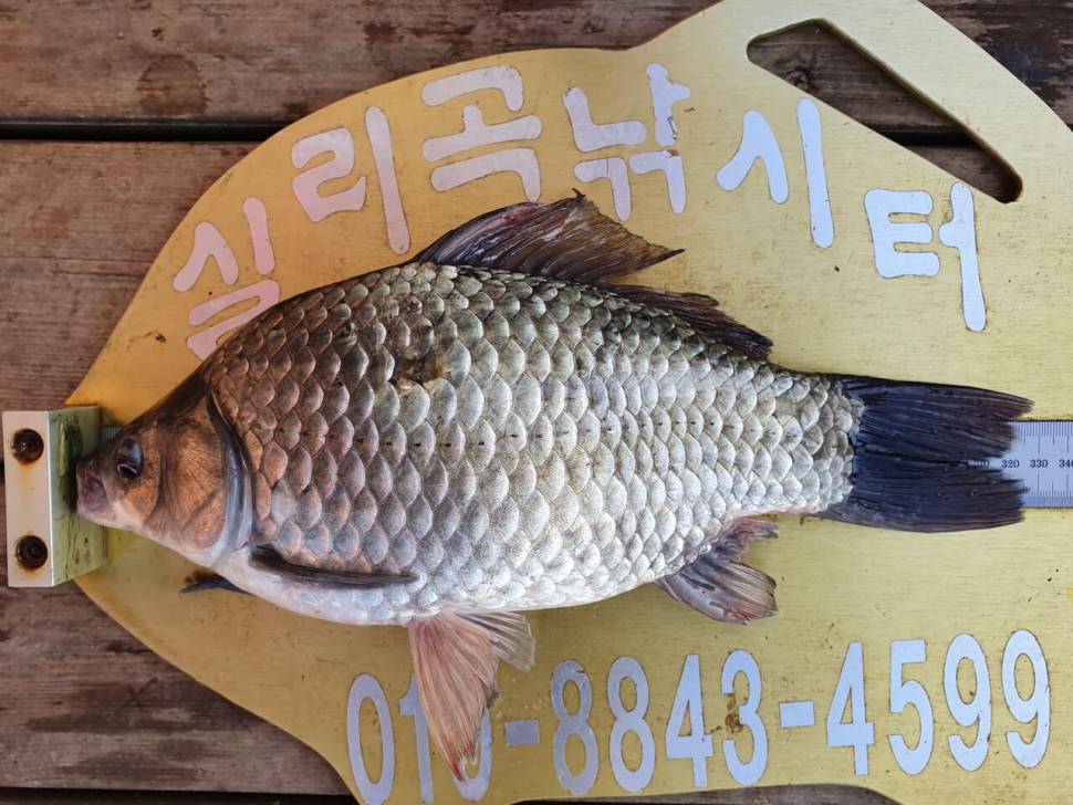 실리곡낚시터 4짜4짜 조황입니다 (조황조행기 - 충주호조황속보)