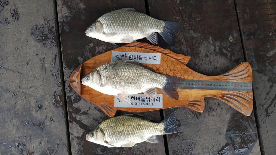 한버들 허릿급 조황입니다 (조황조행기 - 충주호조황속보)