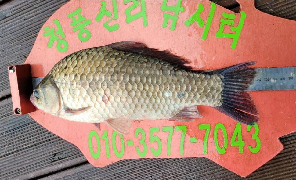 청풍신리낚시터 허리급 조황입니다 (조황조행기 - 충주호조황속보)