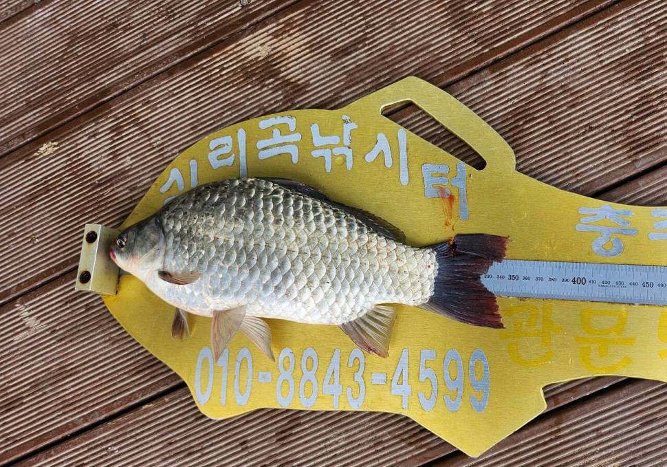 청풍 실리곡낚시터 조황입니다 (조황조행기 - 충주호조황속보)