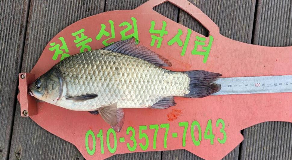 청풍신리낚시터 허리급조황입니다 (조황조행기 - 충주호조황속보)