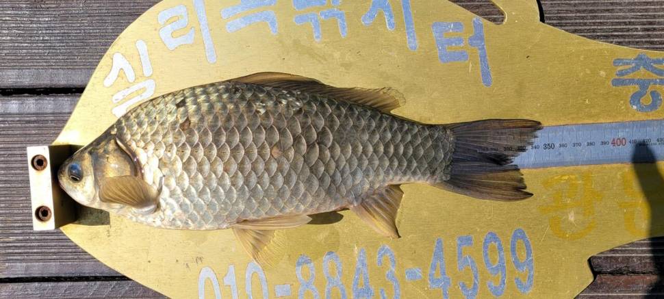 실리곡낚시터 434cm 415cm 4짜 조황입니다 (조황조행기 - 충주호조황속보)