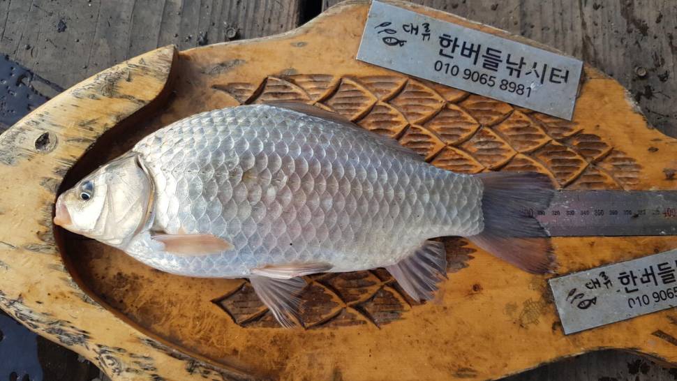 청풍 한버들 4짜및 월척 조황입니다 (조황조행기 - 충주호조황속보)