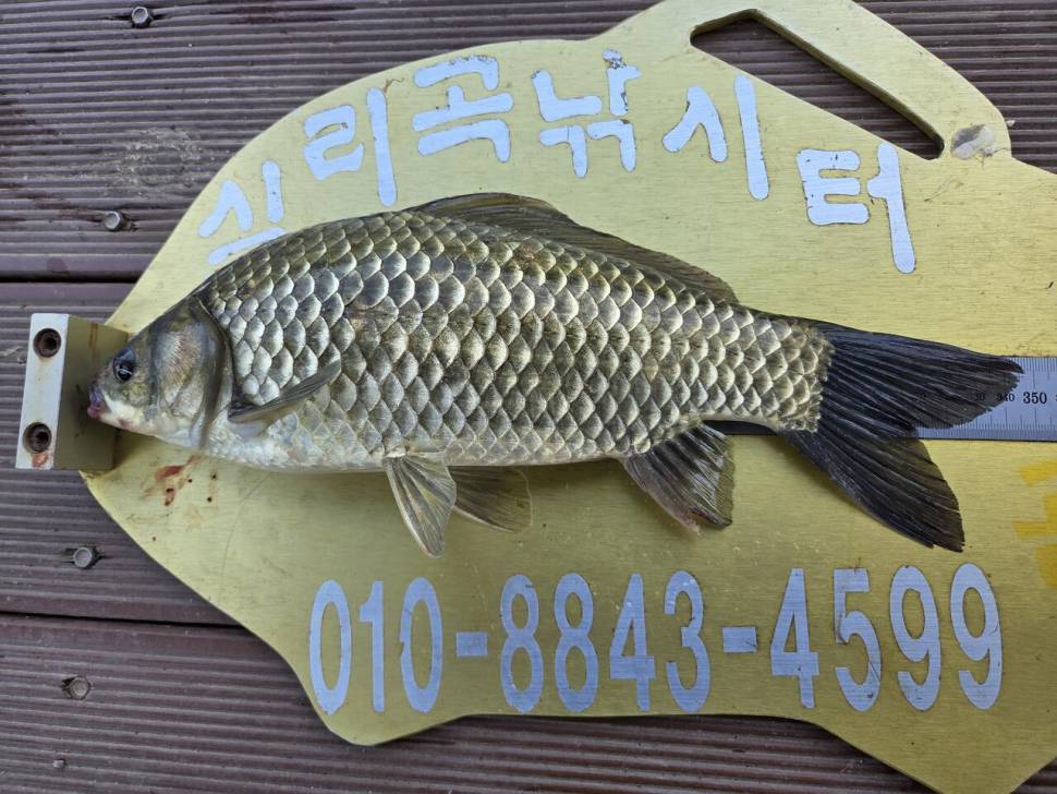 청풍 실리곡낚시터 조황입니다 (조황조행기 - 충주호조황속보)