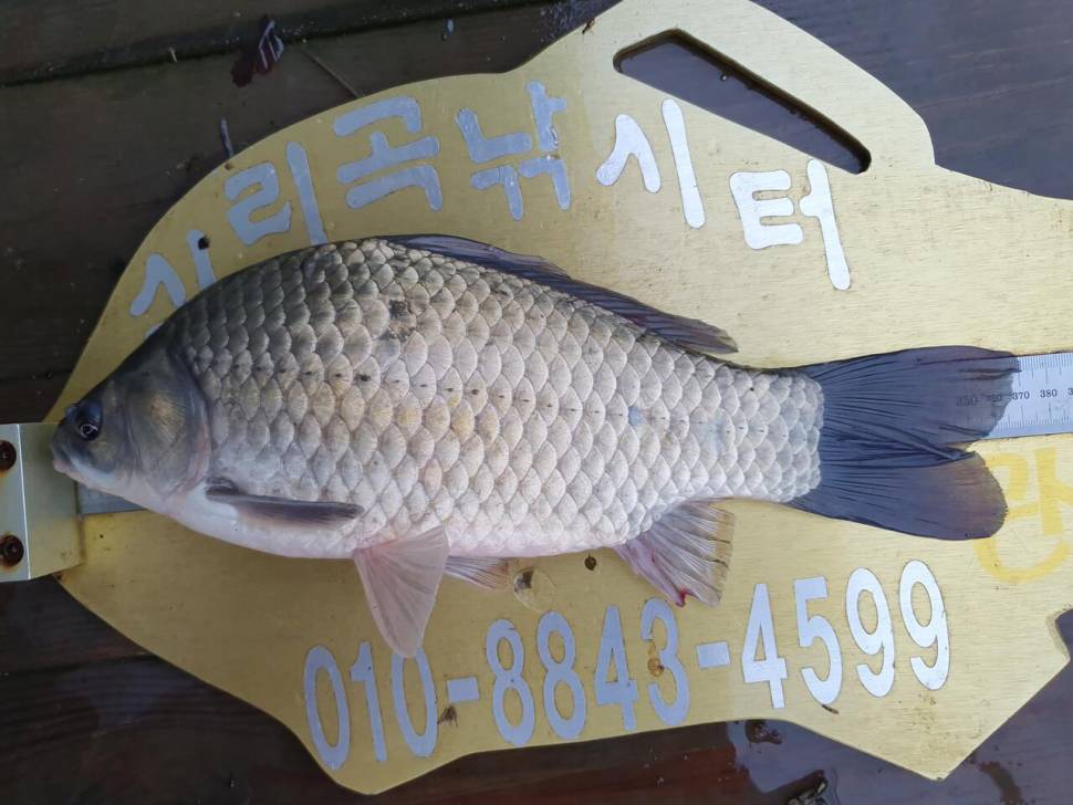 실리곡낚시터 43cm외 조황입니다 (조황조행기 - 충주호조황속보)