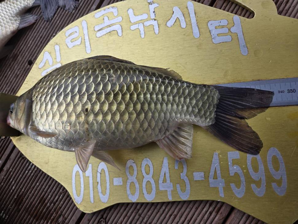 청풍 실리곡낚시터 조황입니다 (조황조행기 - 충주호조황속보)