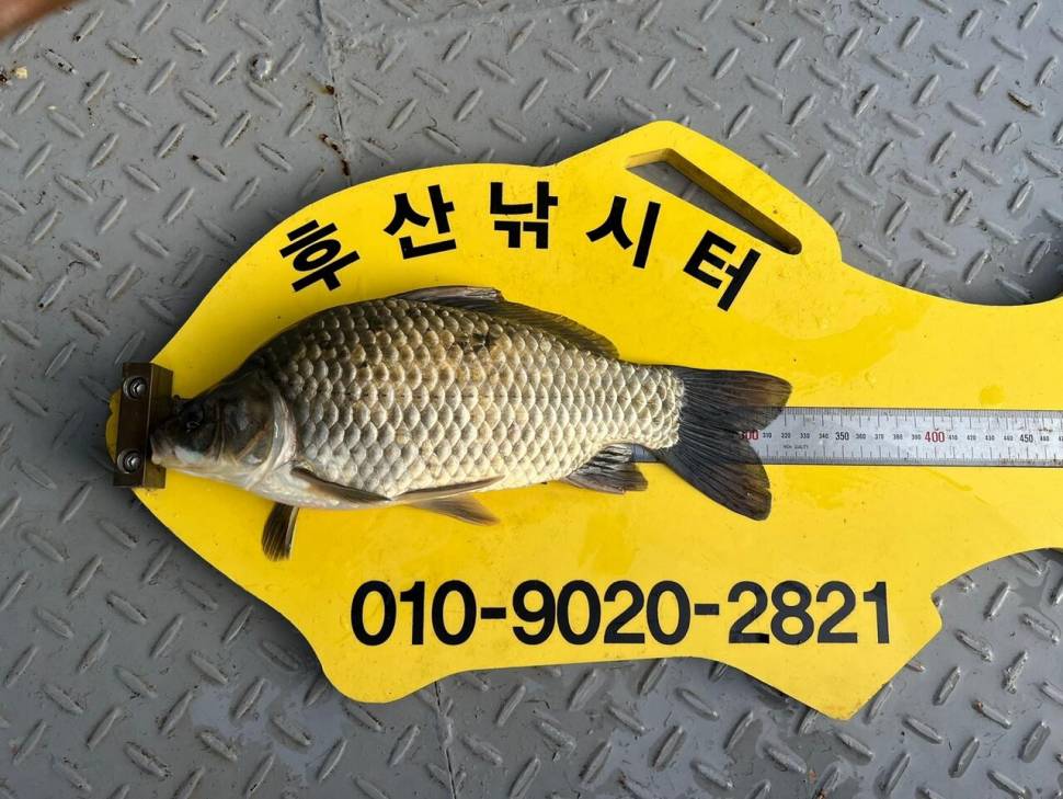 후산낚시터 조황 안내 입니다 (조황조행기 - 충주호조황속보)