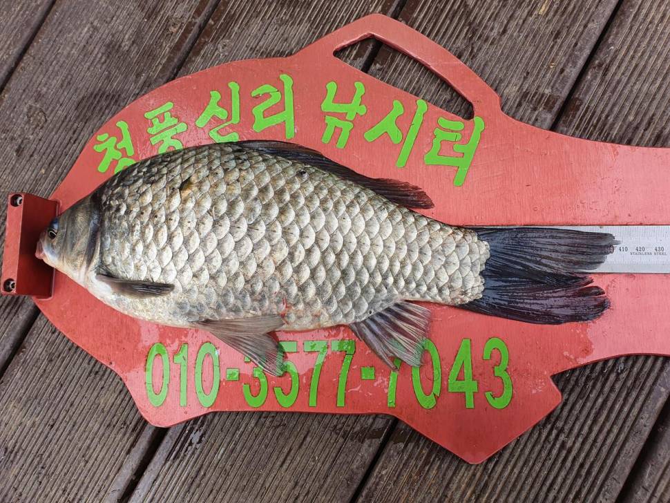 청풍신리낚시터 415cm41cm허리급 3수 조황입니다 (조황조행기 - 충주호조황속보)