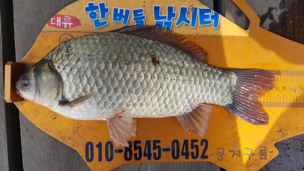 한버들 조황입니다 (조황조행기 - 충주호조황속보)