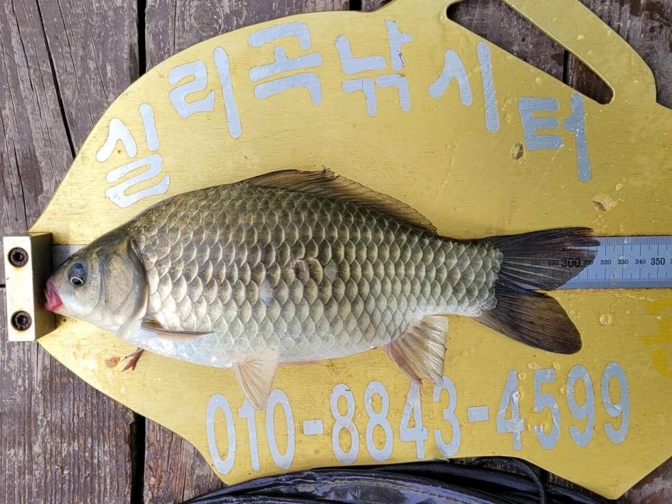 실리곡낚시터 42cm외 4짜3수 조황입니다 (조황조행기 - 충주호조황속보)