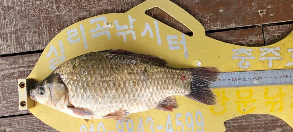 실리곡낚시터 415cm외 허리급 조황입니다 (조황조행기 - 충주호조황속보)