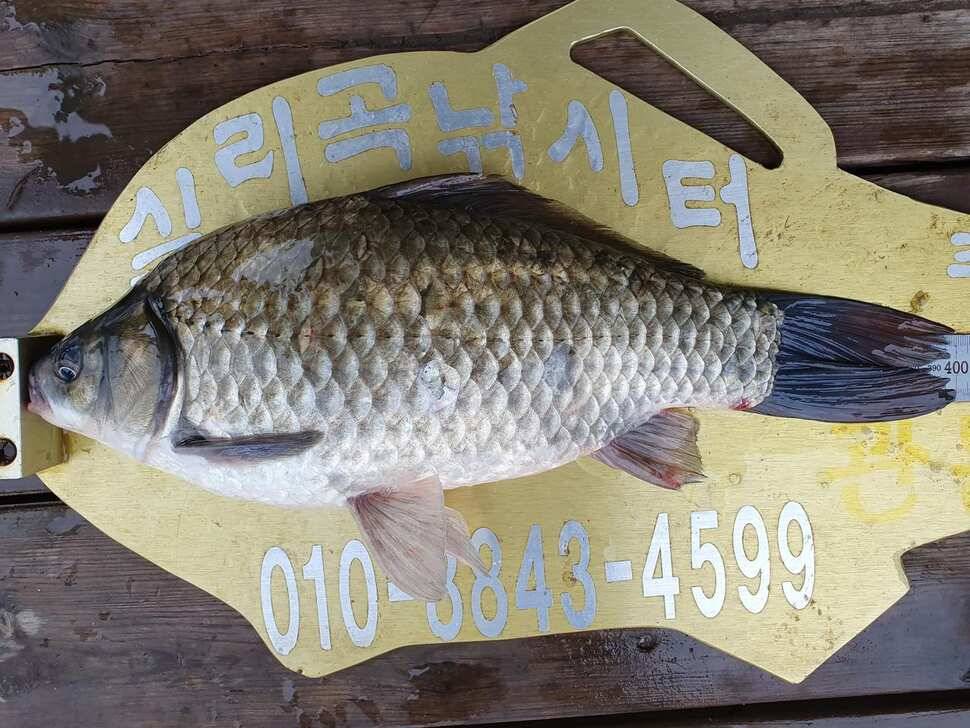 실리곡낚시터 4짜허리급 조황입니다 (조황조행기 - 충주호조황속보)