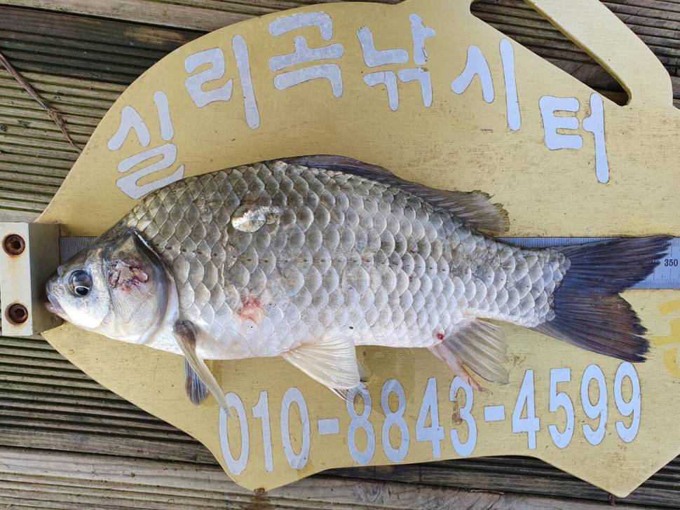 실리곡낚시터 허리급 조황입니다 (조황조행기 - 충주호조황속보)
