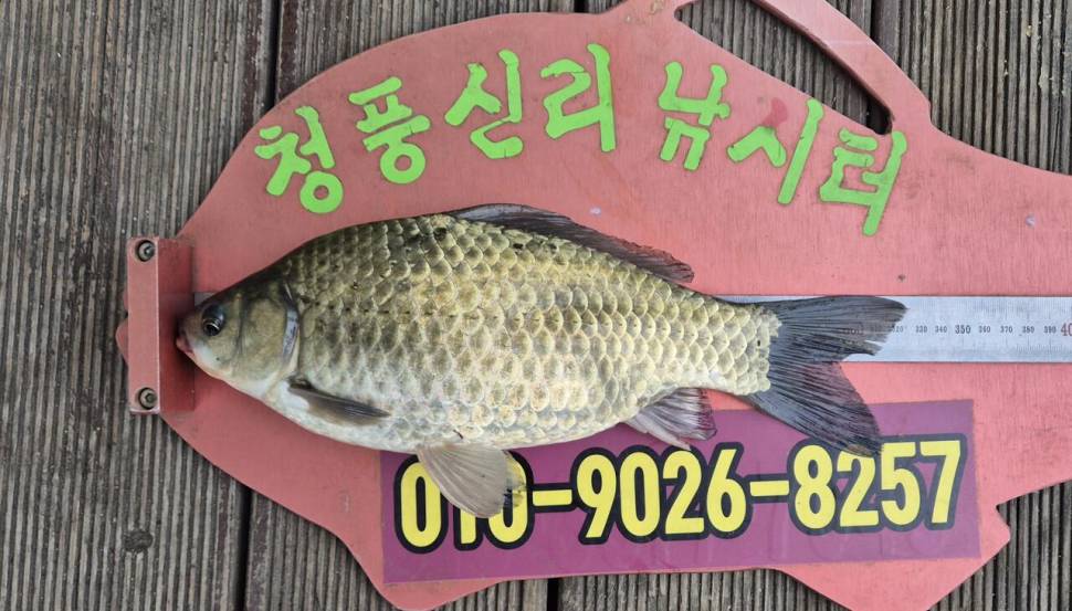 청풍신리낚시터 주말조황입니다 (조황조행기 - 충주호조황속보)