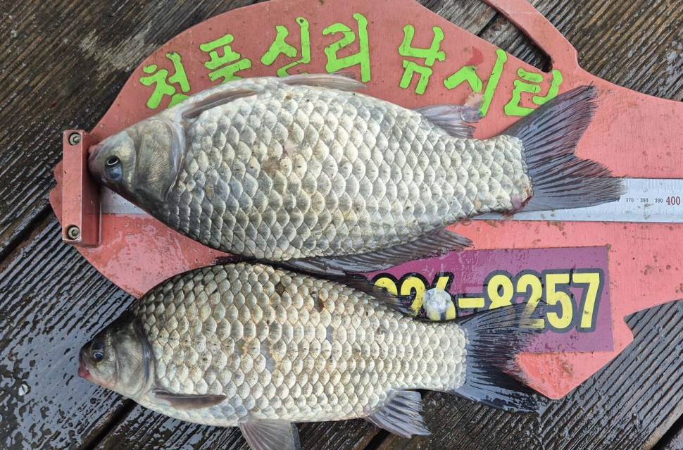 청풍신리낚시터 주말조황 입니다 (조황조행기 - 충주호조황속보)
