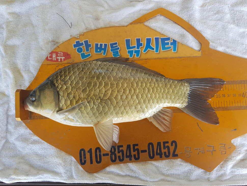 한버들 조황입니다 (조황조행기 - 충주호조황속보)