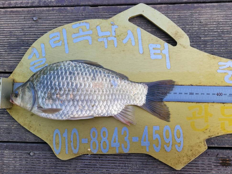 청풍실리곡낚시터 조황입니다 (조황조행기 - 충주호조황속보)